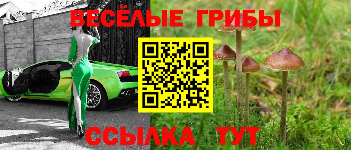 Галлюциногенные грибы Cubensis Новокубанск